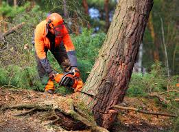 Best Stump Grinding and Removal  in Weston, NJ