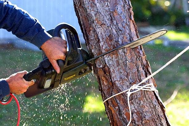 Best Tree Cabling and Bracing  in Weston, NJ