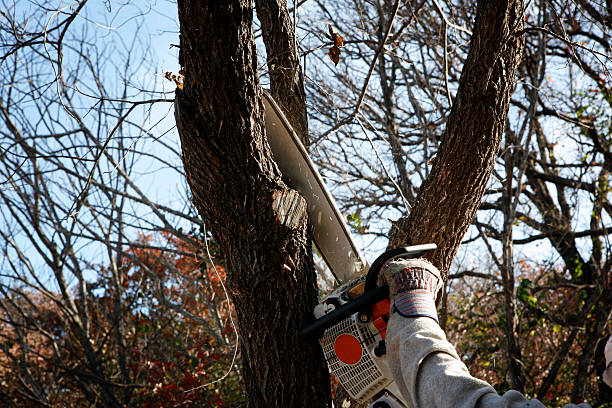 Reliable Weston, NJ Tree Care Solutions