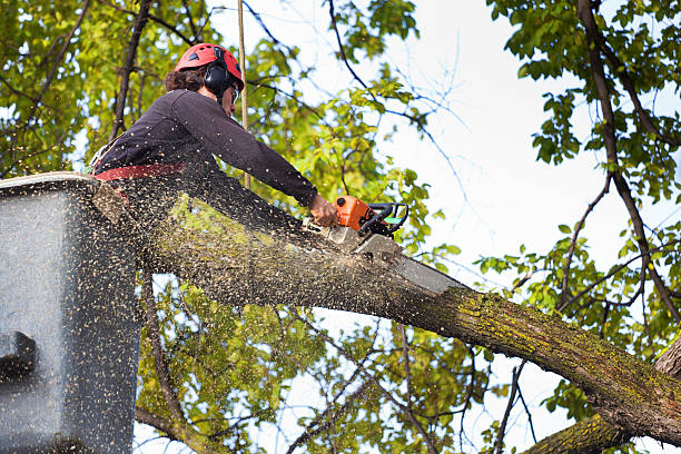 How Our Tree Care Process Works  in  Weston, NJ