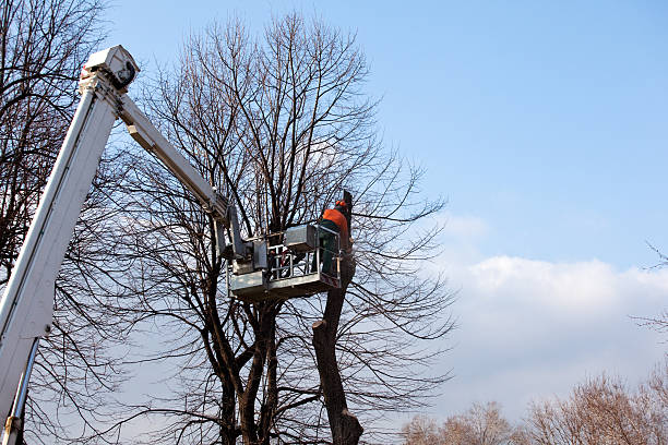 Best Tree Preservation Services  in Weston, NJ